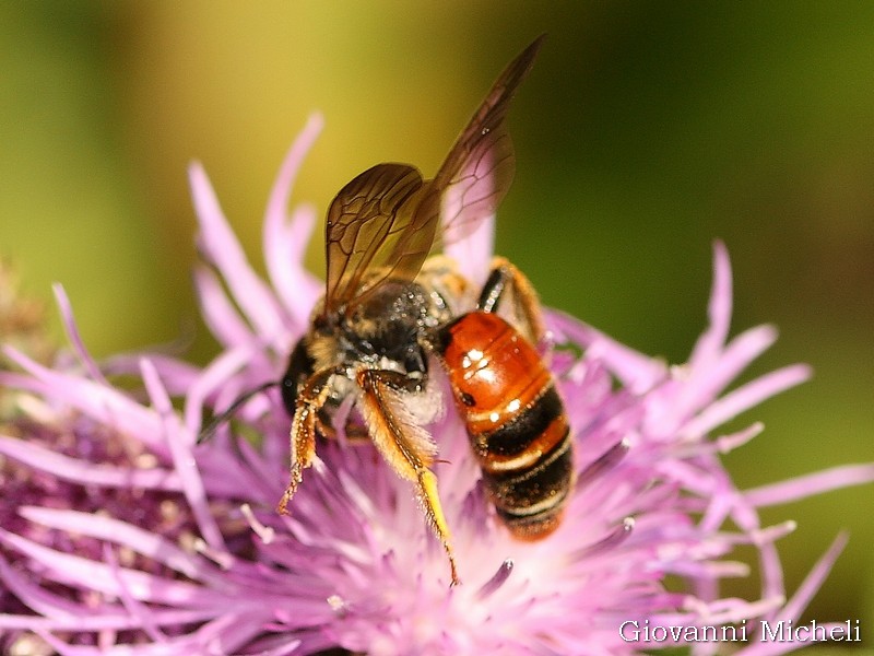 Andrena hattorfiana (cfr.), Apidae Andreninae